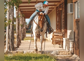 American Quarter Horse, Stute, 8 Jahre, Tobiano-alle-Farben