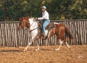 American Quarter Horse, Stute, 8 Jahre, Tobiano-alle-Farben