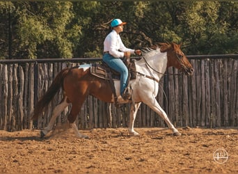 American Quarter Horse, Stute, 8 Jahre, Tobiano-alle-Farben