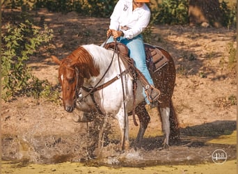 American Quarter Horse, Stute, 8 Jahre, Tobiano-alle-Farben