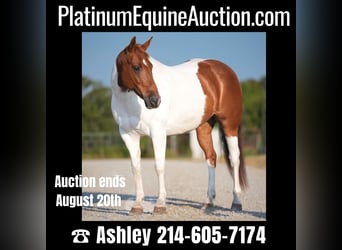 American Quarter Horse, Stute, 8 Jahre, Tobiano-alle-Farben