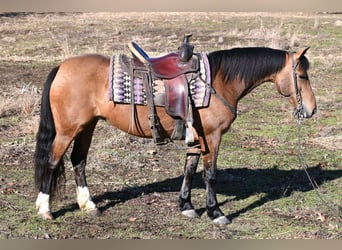 American Quarter Horse, Stute, 9 Jahre, 137 cm, Falbe