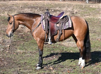 American Quarter Horse, Stute, 9 Jahre, 137 cm, Falbe