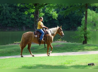 American Quarter Horse, Stute, 9 Jahre, 142 cm, Palomino