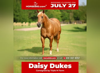 American Quarter Horse, Stute, 9 Jahre, 142 cm, Palomino