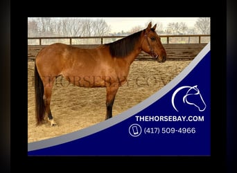 American Quarter Horse, Stute, 9 Jahre, 145 cm, Falbe