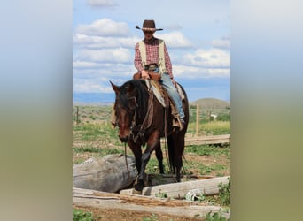 American Quarter Horse, Stute, 9 Jahre, 145 cm, Rotbrauner