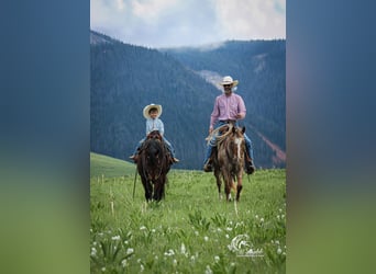 American Quarter Horse, Stute, 9 Jahre, 145 cm, Rotbrauner