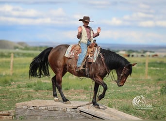 American Quarter Horse, Stute, 9 Jahre, 145 cm, Rotbrauner
