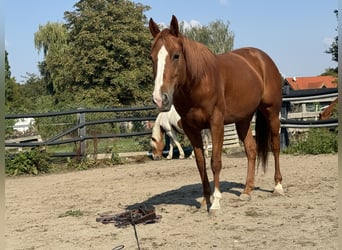 American Quarter Horse, Stute, 9 Jahre, 147 cm, Fuchs