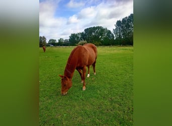 American Quarter Horse, Stute, 9 Jahre, 148 cm, Dunkelfuchs