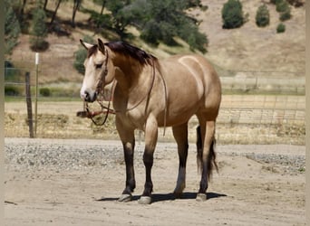 American Quarter Horse, Stute, 9 Jahre, 150 cm, Buckskin