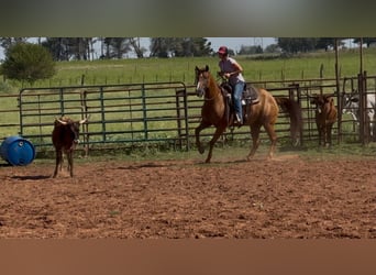 American Quarter Horse, Stute, 9 Jahre, 150 cm, Dunkelfuchs