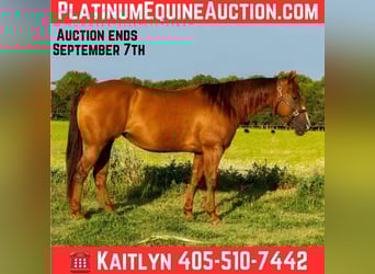 American Quarter Horse, Stute, 9 Jahre, 150 cm, Dunkelfuchs