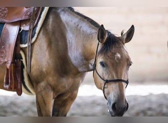 American Quarter Horse, Stute, 9 Jahre, 150 cm