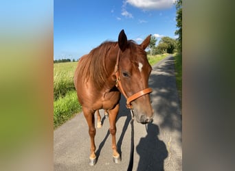 American Quarter Horse, Stute, 9 Jahre, 150 cm, Fuchs
