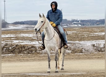 American Quarter Horse, Stute, 9 Jahre, 150 cm, Schimmel
