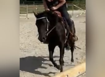 American Quarter Horse, Stute, 9 Jahre, 150 cm