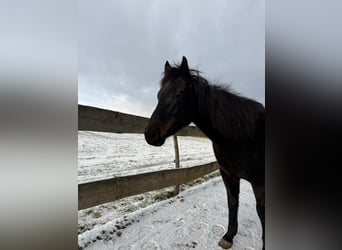 American Quarter Horse, Stute, 9 Jahre, 150 cm