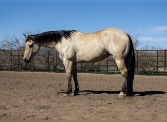 American Quarter Horse, Stute, 9 Jahre, 152 cm, Buckskin