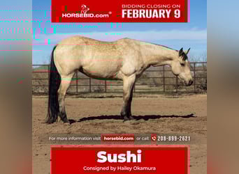 American Quarter Horse, Stute, 9 Jahre, 152 cm, Buckskin