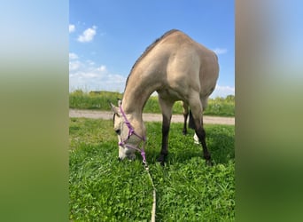 American Quarter Horse, Stute, 9 Jahre, 152 cm, Buckskin
