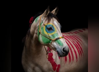 American Quarter Horse, Stute, 9 Jahre, 152 cm, Buckskin