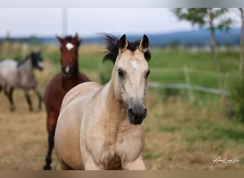 American Quarter Horse, Stute, 9 Jahre, 152 cm, Buckskin
