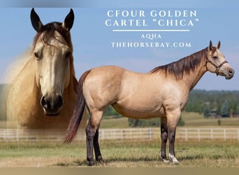 American Quarter Horse, Stute, 9 Jahre, 152 cm, Buckskin