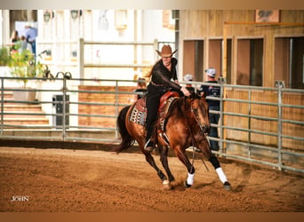 American Quarter Horse, Stute, 9 Jahre, 152 cm, Buckskin