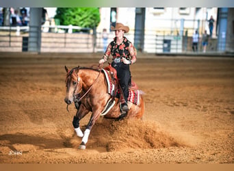 American Quarter Horse, Stute, 9 Jahre, 152 cm, Buckskin