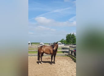 American Quarter Horse, Stute, 9 Jahre, 152 cm, Buckskin