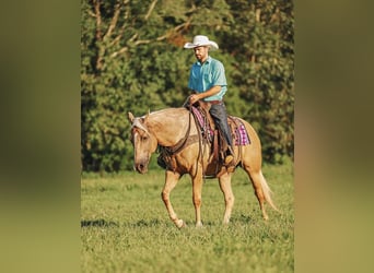 American Quarter Horse, Stute, 9 Jahre, 152 cm, Palomino