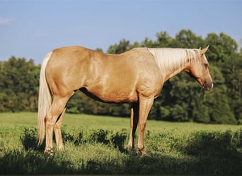 American Quarter Horse, Stute, 9 Jahre, 152 cm, Palomino