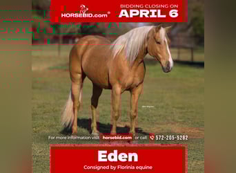 American Quarter Horse, Stute, 9 Jahre, 152 cm, Palomino