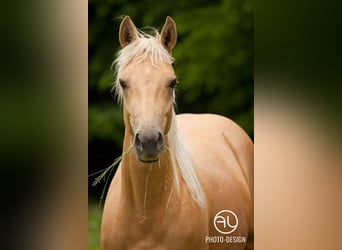 American Quarter Horse, Stute, 9 Jahre, 152 cm, Palomino