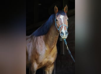 American Quarter Horse, Stute, 9 Jahre, 152 cm, Rotbrauner