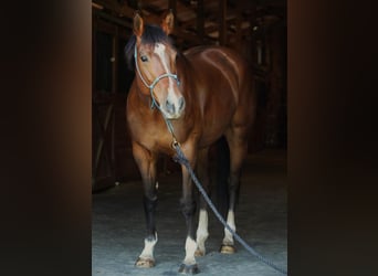 American Quarter Horse, Stute, 9 Jahre, 152 cm, Rotbrauner