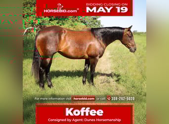 American Quarter Horse, Stute, 9 Jahre, 152 cm, Rotbrauner