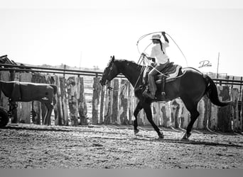 American Quarter Horse, Stute, 9 Jahre, 152 cm, Rotbrauner