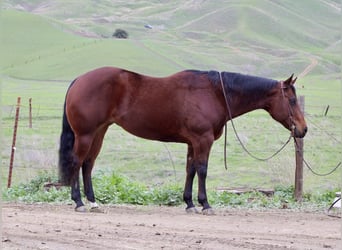 American Quarter Horse, Stute, 9 Jahre, 152 cm, Rotbrauner