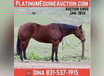 American Quarter Horse, Stute, 9 Jahre, 152 cm, Rotbrauner