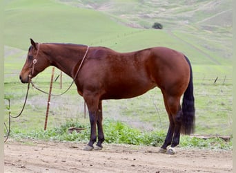 American Quarter Horse, Stute, 9 Jahre, 152 cm, Rotbrauner