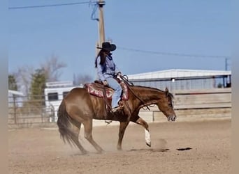 American Quarter Horse, Stute, 9 Jahre, 152 cm, Rotfuchs