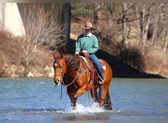 American Quarter Horse, Stute, 9 Jahre, 152 cm, Rotfuchs