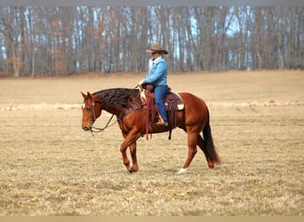 American Quarter Horse, Stute, 9 Jahre, 152 cm, Rotfuchs