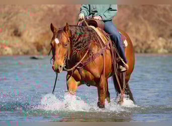 American Quarter Horse, Stute, 9 Jahre, 152 cm, Rotfuchs