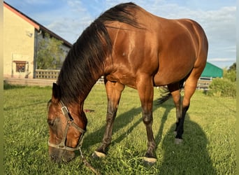 American Quarter Horse, Stute, 9 Jahre, 153 cm, Brauner