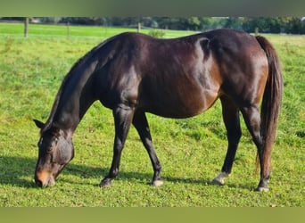 American Quarter Horse, Stute, 9 Jahre, 153 cm, Brauner