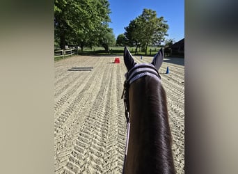 American Quarter Horse, Stute, 9 Jahre, 154 cm, Buckskin